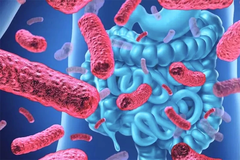 probiotics-work probiotics-work