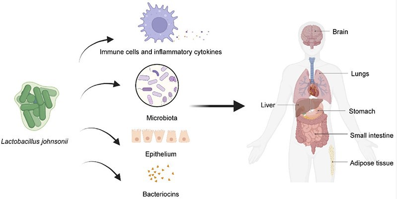 lactobacillus johnsonii